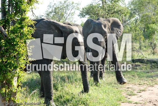 Afrikanischer Elefant (57 von 131).jpg